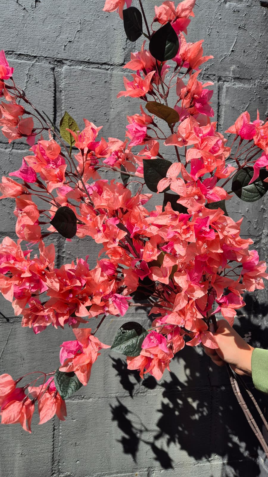 Bougainville roze