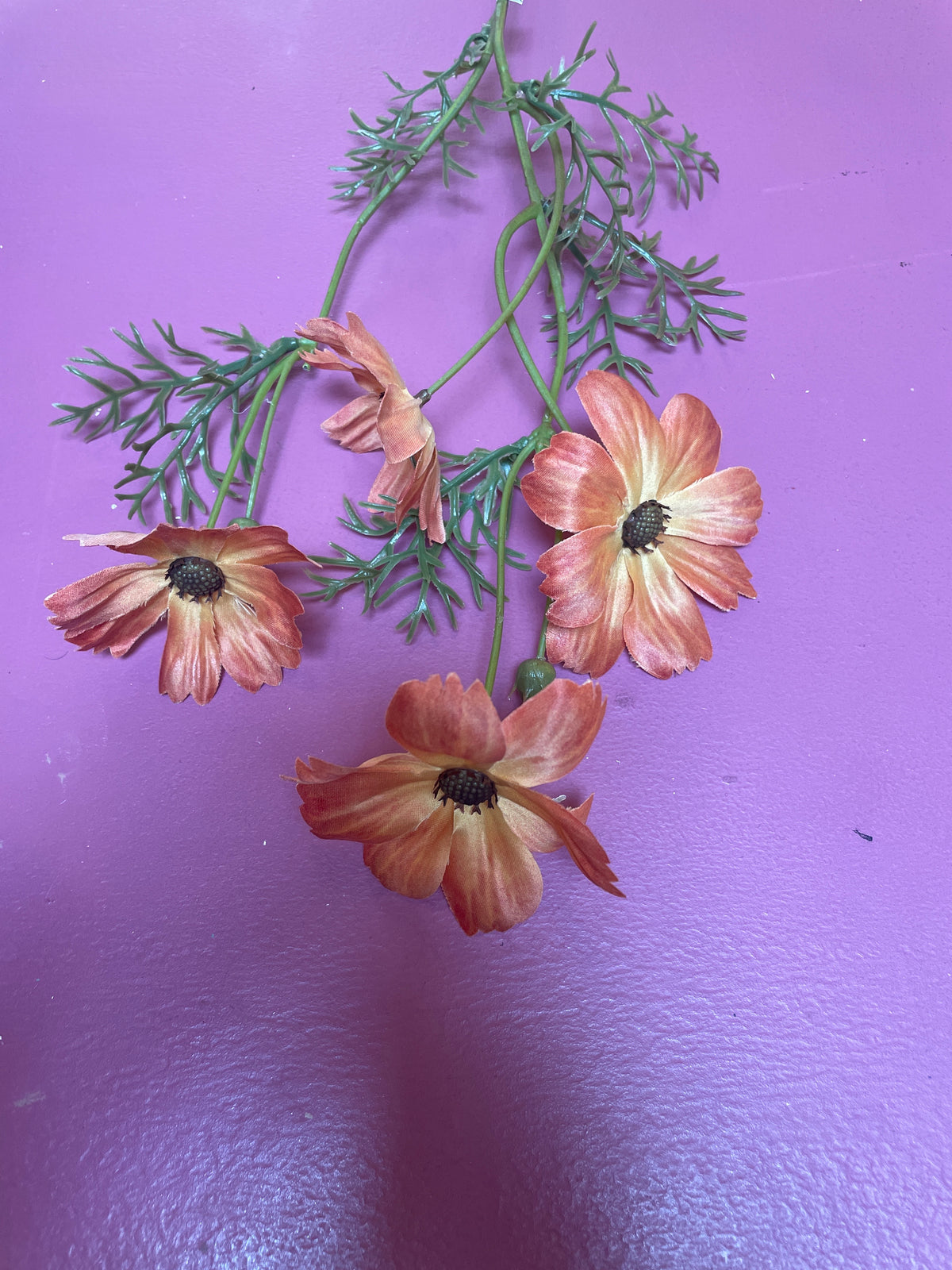Cosmos gebrand oranje