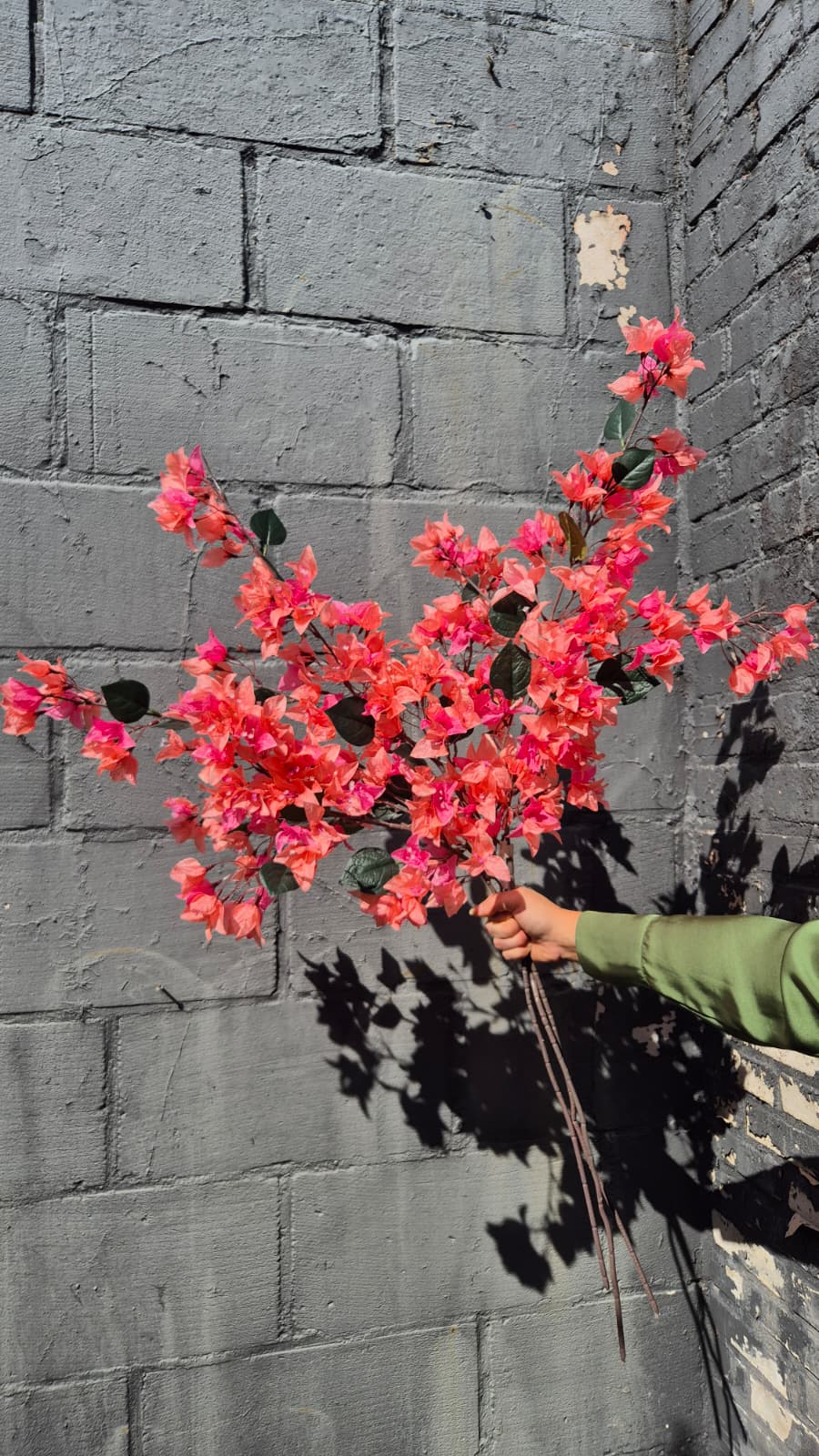 Bougainville roze