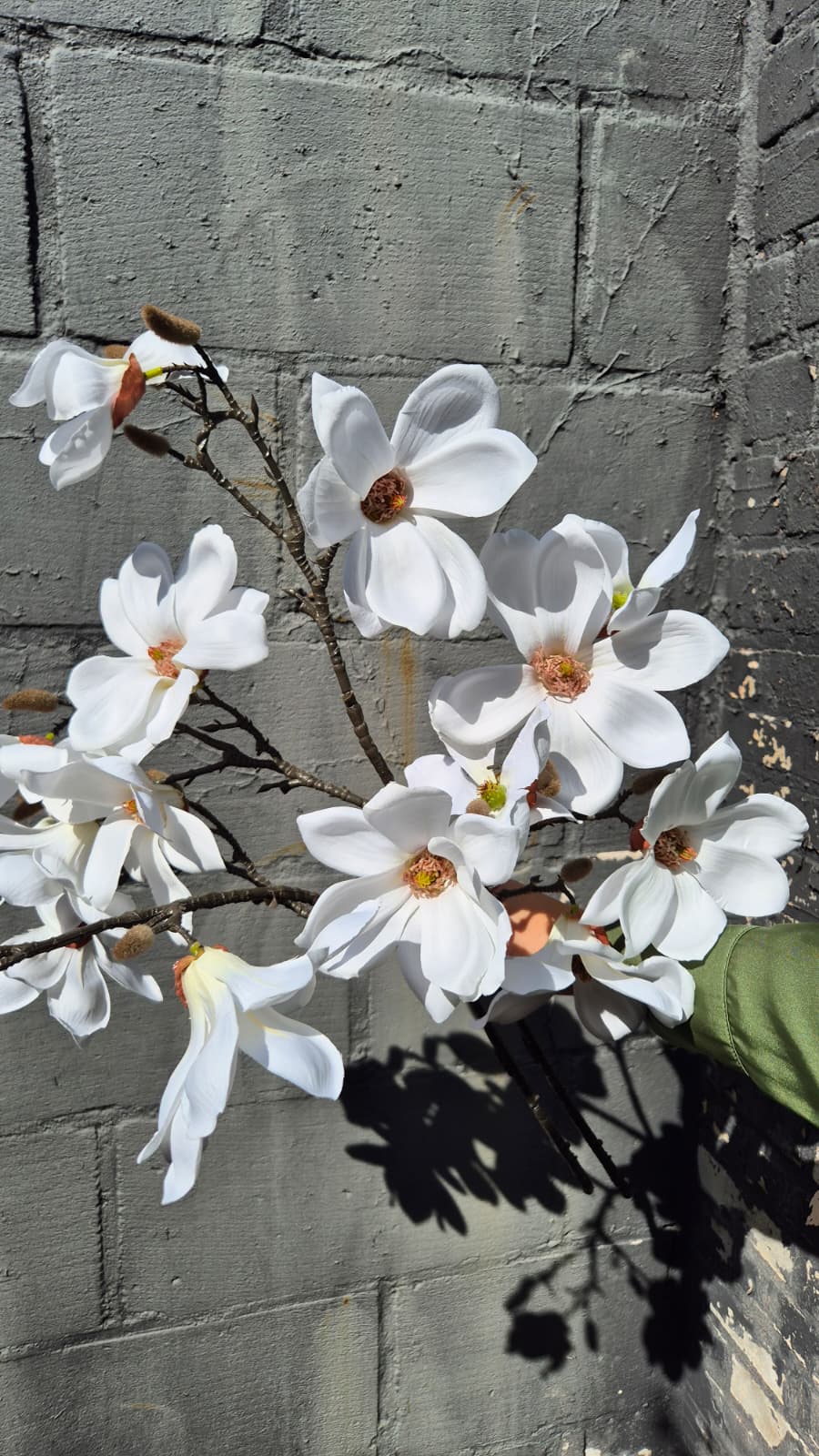 Magnolia wit