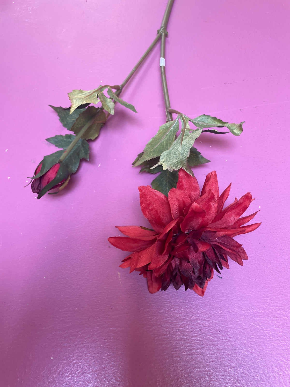 Dahlia kort rood