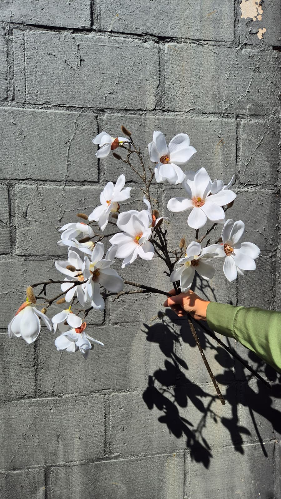 Magnolia wit