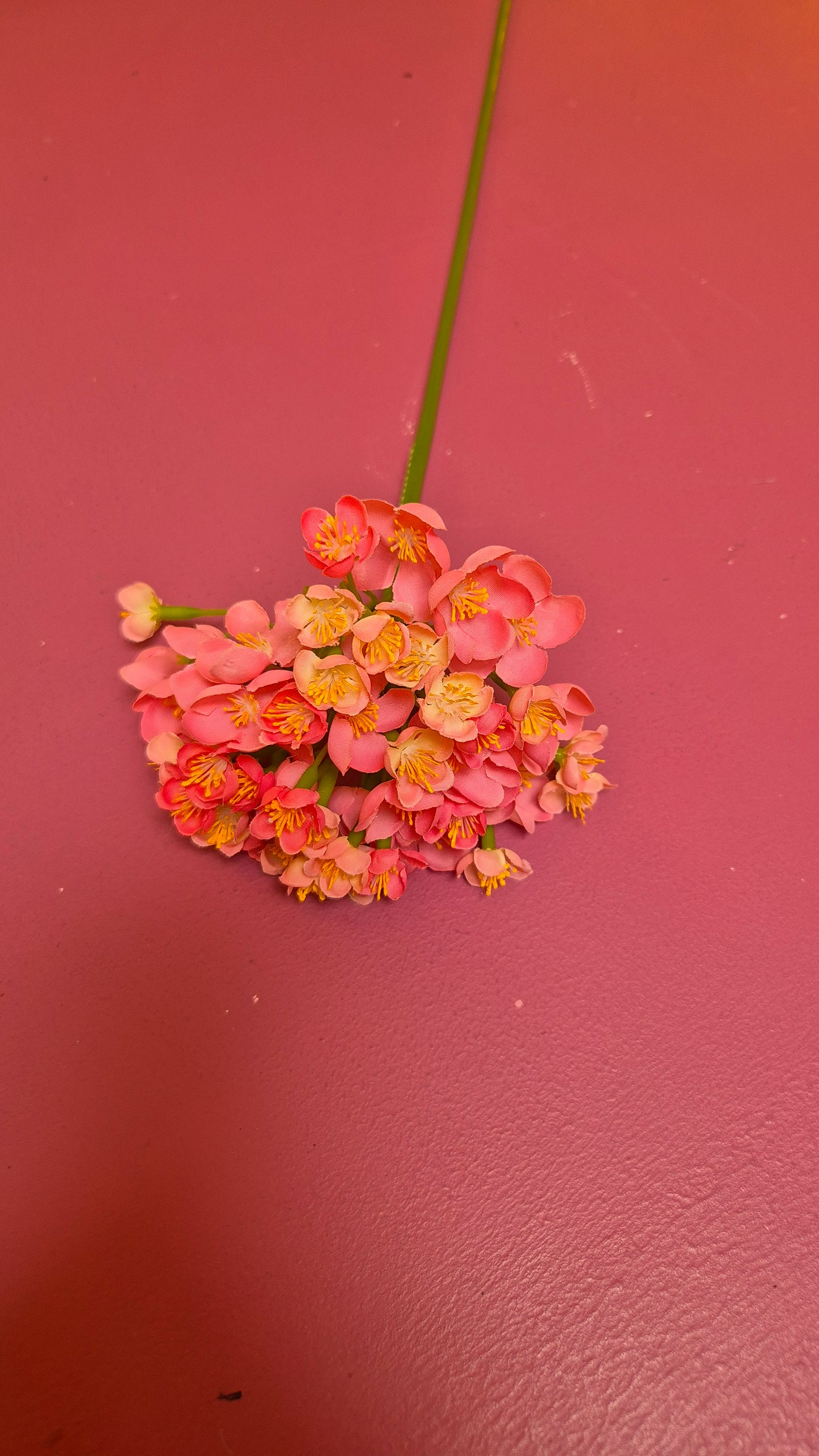 Uienbol roze