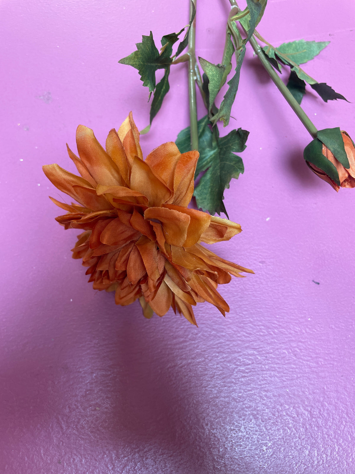 Dahlia kort gebrand oranje