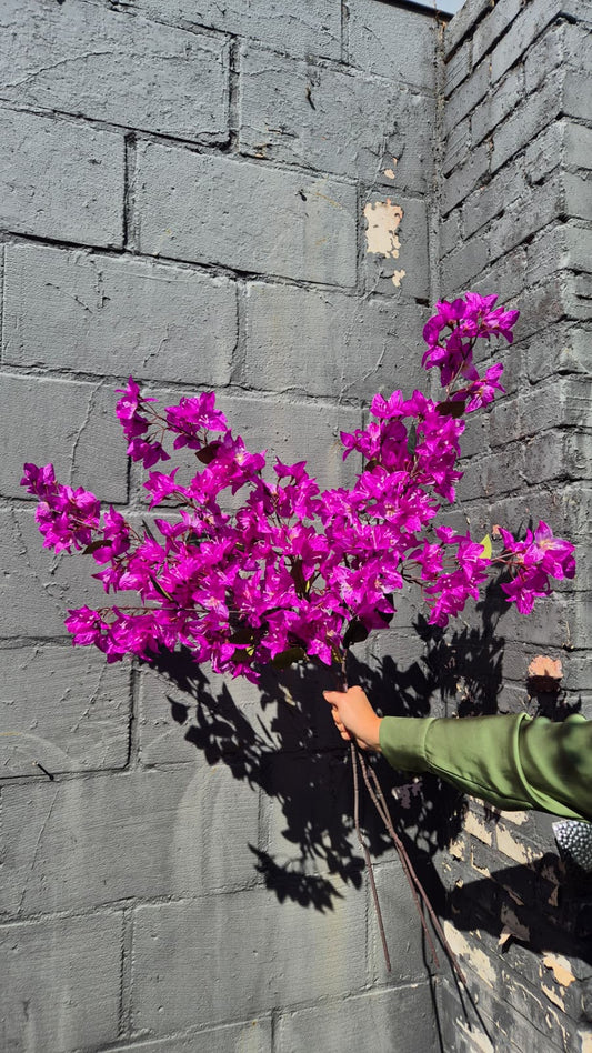 Bougainville paars