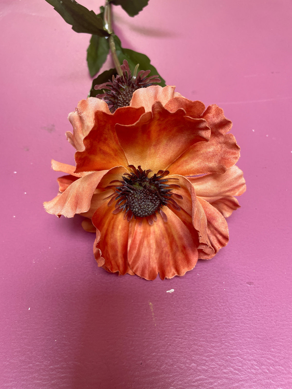 Anemoon kort oranje