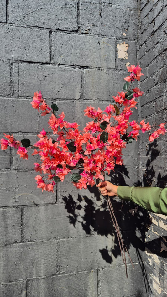 Bougainville roze