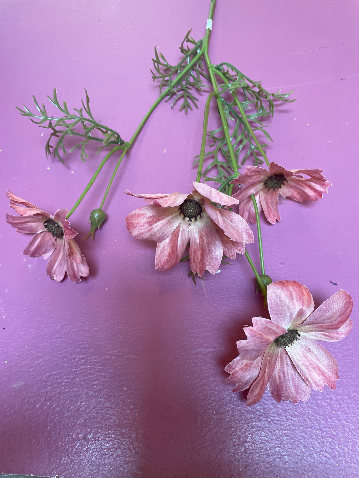 Cosmos oud roze