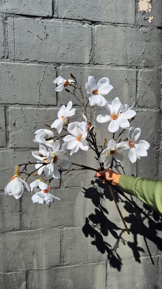 Magnolia wit